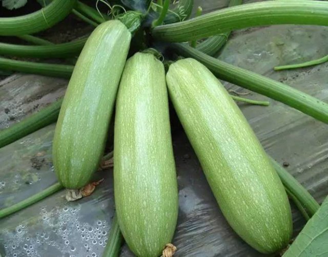 为什么有西瓜,南瓜,冬瓜,但却没有北瓜呢?